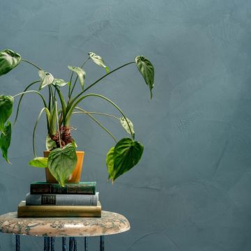 BaseBeton Wandpakket Klein